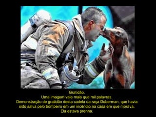 Gratidão. Uma imagem vale mais que mil palavras. Demonstração de gratidão desta cadela da raça Doberman, que havia sido salva pelo bombeiro em um incêndio na casa em que morava. Ela estava prenha. 