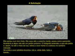 Ela cantou num tom triste. Ela voou até o corpinho inerte, posou como querendo levantá-lo e alçou vôo até um jardim próximo. O fotógrafo entendeu o que ela pedia e, assim, foi até o meio da rua, retirou a ave morta e a colocou no canteiro indicado.  Só então a ave solidária levantou vôo e, atrás dela, todo o bando...                                                                                                                   A Solicitação 