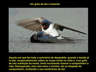 Aquela ave que fez toda a cerimônia de despedida, quando o bando já ia alto, inesperadamente voltou ao corpo inerte no chão e, num grito de não aceitação da morte, tenta novamente chamar o companheiro à vida. Desesperada, mas com amor e carinho, ela se despede do companheiro, revelando o seu sentimento de dor.  Um grito de dor e lamento  