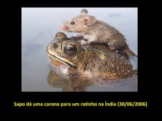 Sapo dá uma carona para um ratinho na Índia (30/06/2006)   