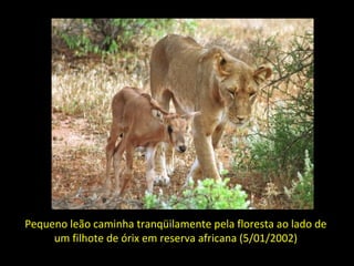 Pequeno leão caminha tranqüilamente pela floresta ao lado de
um filhote de órix em reserva africana (5/01/2002)
 
