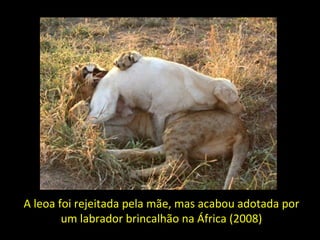 A leoa foi rejeitada pela mãe, mas acabou adotada por
um labrador brincalhão na África (2008)
 