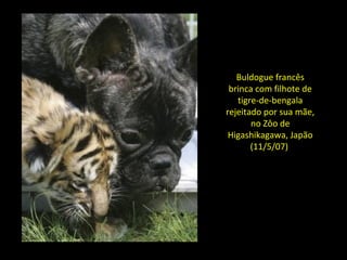 Buldogue francês
brinca com filhote de
tigre-de-bengala
rejeitado por sua mãe,
no Zôo de
Higashikagawa, Japão
(11/5/07)
 