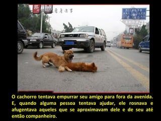O cachorro tentava empurrar seu amigo para fora da avenida.
E, quando alguma pessoa tentava ajudar, ele rosnava e
afugentava aqueles que se aproximavam dele e de seu até
então companheiro.
 