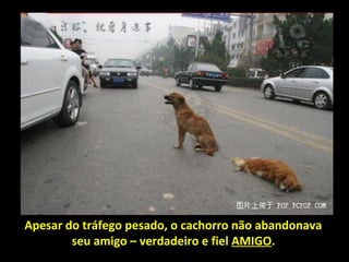 Apesar do tráfego pesado, o cachorro não abandonava
seu amigo – verdadeiro e fiel AMIGO.
 