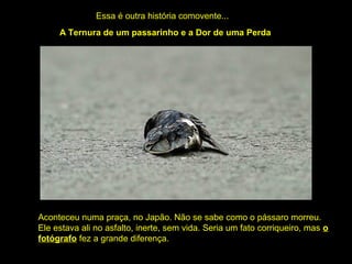 Essa é outra história comovente...
A Ternura de um passarinho e a Dor de uma Perda
Aconteceu numa praça, no Japão. Não se sabe como o pássaro morreu.
Ele estava ali no asfalto, inerte, sem vida. Seria um fato corriqueiro, mas o
fotógrafo fez a grande diferença.
 