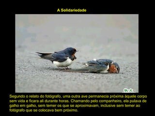 Segundo o relato do fotógrafo, uma outra ave permanecia próxima àquele corpo
sem vida e ficara ali durante horas. Chamando pelo companheiro, ela pulava de
galho em galho, sem temer os que se aproximavam, inclusive sem temer ao
fotógrafo que se colocava bem próximo.
A Solidariedade
 