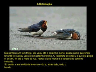 Ela cantou num tom triste. Ela voou até o corpinho inerte, posou como querendo
levantá-lo e alçou vôo até um jardim próximo. O fotógrafo entendeu o que ela pedia
e, assim, foi até o meio da rua, retirou a ave morta e a colocou no canteiro
indicado.
Só então a ave solidária levantou vôo e, atrás dela, todo o
bando...
A Solicitação
 
