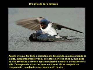 Aquela ave que fez toda a cerimônia de despedida, quando o bando já
ia alto, inesperadamente voltou ao corpo inerte no chão e, num grito
de não aceitação da morte, tenta novamente chamar o companheiro à
vida. Desesperada, mas com amor e carinho, ela se despede do
companheiro, revelando o seu sentimento de dor.
Um grito de dor e lamento
 