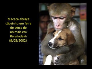 Macaca abraça
cãozinho em feira
de troca de
animais em
Bangladesh
(9/05/2002)
 