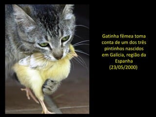 Gatinha fêmea toma
conta de um dos três
pintinhos nascidos
em Galícia, região da
Espanha
(23/05/2000)
 