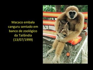Macaco embala
canguru sentado em
banco de zoológico
da Tailândia
(13/07/1999)
 