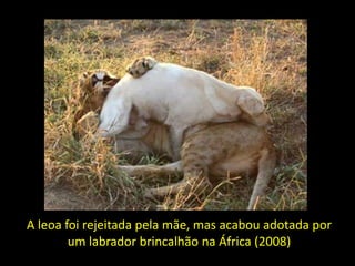 A leoa foi rejeitada pela mãe, mas acabou adotada por
        um labrador brincalhão na África (2008)
 