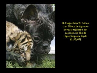 Buldogue francês brinca
com filhote de tigre-de-
 bengala rejeitado por
  sua mãe, no Zôo de
 Higashikagawa, Japão
       (11/5/07)
 