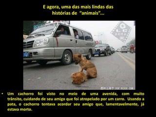 E agora, uma das mais lindas das
                         histórias de “animais”...




• Um cachorro foi visto no meio de uma avenida, com muito
  trânsito, cuidando de seu amigo que foi atropelado por um carro. Usando a
  pata, o cachorro tentava acordar seu amigo que, lamentavelmente, já
  estava morto.
 