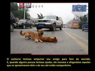 O cachorro tentava empurrar seu amigo para fora da avenida.
E, quando alguma pessoa tentava ajudar, ele rosnava e afugentava aqueles
que se aproximavam dele e de seu até então companheiro.
 