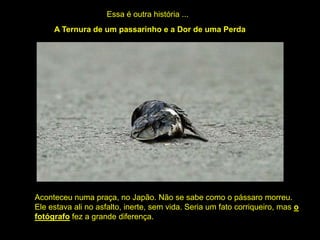 Essa é outra história ...
     A Ternura de um passarinho e a Dor de uma Perda




Aconteceu numa praça, no Japão. Não se sabe como o pássaro morreu.
Ele estava ali no asfalto, inerte, sem vida. Seria um fato corriqueiro, mas o
fotógrafo fez a grande diferença.
 