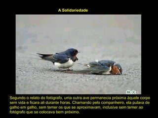 A Solidariedade




Segundo o relato do fotógrafo, uma outra ave permanecia próxima àquele corpo
sem vida e ficara ali durante horas. Chamando pelo companheiro, ela pulava de
galho em galho, sem temer os que se aproximavam, inclusive sem temer ao
fotógrafo que se colocava bem próximo.
 