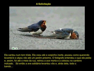 A Solicitação




Ela cantou num tom triste. Ela voou até o corpinho inerte, pousou como querendo
levantá-lo e alçou vôo até um jardim próximo. O fotógrafo entendeu o que ela pedia
e, assim, foi até o meio da rua, retirou a ave morta e a colocou no canteiro
indicado. Só então a ave solidária levantou vôo e, atrás dela, todo o
bando...
 
