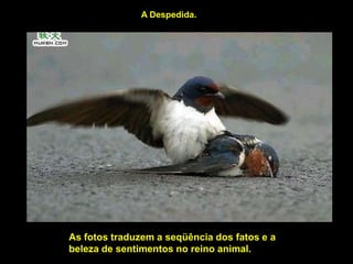 A Despedida.




As fotos traduzem a seqüência dos fatos e a
beleza de sentimentos no reino animal.
 