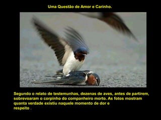 Uma Questão de Amor e Carinho.




Segundo o relato de testemunhas, dezenas de aves, antes de partirem,
sobrevoaram o corpinho do companheiro morto. As fotos mostram
quanta verdade existiu naquele momento de dor e
respeito .
 