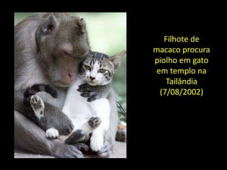 Filhote de
macaco procura
piolho em gato
 em templo na
    Tailândia
  (7/08/2002)
 