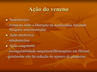 Ação do veneno
 Neurotóxico:
- crotaxina inibe a liberação da acetilcolina, havendo
bloqueio neuromuscular.
 Ação miotóxica:
- rabidomiólise
 Ação coagulante:
- incoagulabilidade sanguínea(fibrinogênio em fibrina)
-geralmente não há redução do numero de plaquetas
 