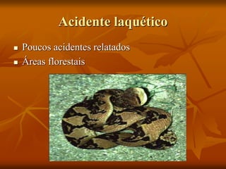 Acidente laquético
 Poucos acidentes relatados
 Áreas florestais
 