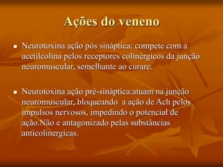 Ações do veneno
 Neurotoxina ação pós sináptica: compete com a
acetilcolina pelos receptores colinérgicos da junção
neuromuscular, semelhante ao curare.
 Neurotoxina ação pré-sináptica:atuam na junção
neuromuscular, bloqueando a ação de Ach pelos
impulsos nervosos, impedindo o potencial de
ação.Não e antagonizado pelas substâncias
anticolinergicas.
 