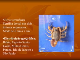 •Tityus serrulatus
Serrilha dorsal nos dois
últimos segmentos.
Mede de 6 cm a 7 cm.
•Distribuição geográfica:
Bahia, Espírito Santo,
Goiás, Minas Gerais,
Paraná, Rio de Janeiro e
São Paulo.
 