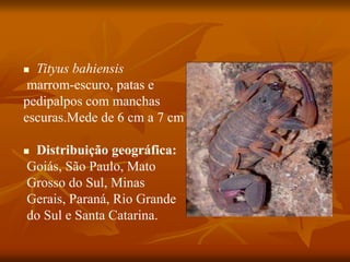  Tityus bahiensis
marrom-escuro, patas e
pedipalpos com manchas
escuras.Mede de 6 cm a 7 cm
 Distribuição geográfica:
Goiás, São Paulo, Mato
Grosso do Sul, Minas
Gerais, Paraná, Rio Grande
do Sul e Santa Catarina.
 
