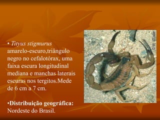 • Tityus stigmurus
amarelo-escuro,triângulo
negro no cefalotórax, uma
faixa escura longitudinal
mediana e manchas laterais
escuras nos tergitos.Mede
de 6 cm a 7 cm.
•Distribuição geográfica:
Nordeste do Brasil.
 