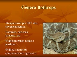 Gênero Bothrops
•Responsável por 90% dos
envenenamentos.
•Jararaca, ouricana,
jaracuçu, etc
•Habitam zonas rurais e
periferia
•Hábitos noturnos
comportamento agressivo.
 