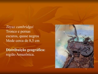 Tityus cambridgei
Tronco e pernas
escuros, quase negros
Mede cerca de 8,5 cm
Distribuição geográfica:
região Amazônica.
 