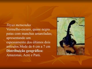 Tityus metuendus
Vermelho-escuro, quase negro
patas com manchas amareladas;
apresentando um
espessamento dos últimos dois
artículos.Mede de 6 cm a 7 cm
Distribuição geográfica:
Amazonas, Acre e Pará.
 