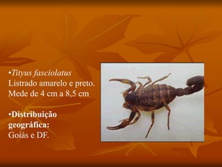•Tityus fasciolatus
Listrado amarelo e preto.
Mede de 4 cm a 8,5 cm
•Distribuição
geográfica:
Goiás e DF.
 