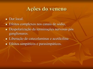 Ações do veneno
 Dor local.
 Efeitos complexos nos canais de sódio,
 Despolarização da terminações nervosas pós
ganglionares.
 Liberação de catecolaminas e acetilcilina
 Efeitos simpáticos e parasimpáticos.
 
