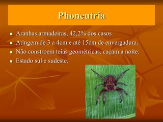 Phoneutria
 Aranhas armadeiras, 42,2% dos casos
 Atingem de 3 a 4cm e até 15cm de envergadura.
 Não constroem teias geométricas, caçam a noite.
 Estado sul e sudeste.
 