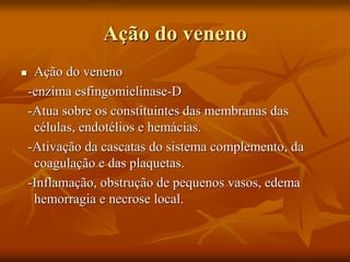 Ação do veneno
 Ação do veneno
-enzima esfingomielinase-D
-Atua sobre os constituintes das membranas das
células, endotélios e hemácias.
-Ativação da cascatas do sistema complemento, da
coagulação e das plaquetas.
-Inflamação, obstrução de pequenos vasos, edema
hemorragia e necrose local.
 