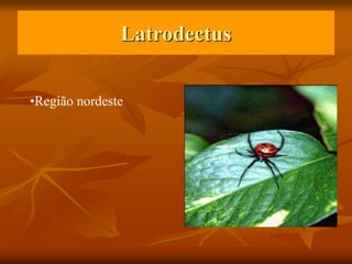 Latrodectus
•Região nordeste
 