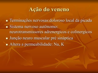 Ação do veneno
 Terminações nervosas:doloroso local da picada
 Sistema nervoso autônomo:
neurotransmissores adrenergicos e colinergicos
 Junção neuro muscular pré sináptica
 Altera a permeabilidade: Na, K
 