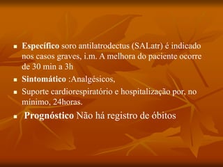  Específico soro antilatrodectus (SALatr) é indicado
nos casos graves, i.m. A melhora do paciente ocorre
de 30 min a 3h
 Sintomático :Analgésicos,
 Suporte cardiorespiratório e hospitalização por, no
mínimo, 24horas.
 Prognóstico Não há registro de óbitos
 