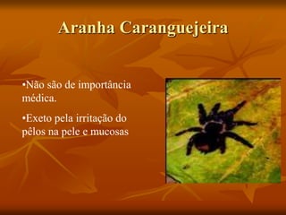 Aranha Caranguejeira
•Não são de importância
médica.
•Exeto pela irritação do
pêlos na pele e mucosas
 