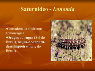 Saturnídeo - Lonomia
•Causadora de síndrome
hemorrágica.
•Orugas ou rugas (Sul do
Brasil), beijus-de-tapuru-
deseringueira(norte do
Brasil).
 