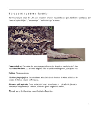______________________________________________________________________

S u r u c u c u ( g e n e r o Lachesis)
Responsável por cerca de 1,5% dos acidentes ofídicos registrados no país.Também e conhecida por
"surucucu pico de jaca", "surucutinga", "malha-de fogo" e outros.




Características: É a maior das serpentes peçonhentas das Américas, medindo ate 3,5 m.
Possui fosseta loreal. As escamas da parte final da cauda são arrepiadas, com ponta lisa.

Habitat: Florestas densas.

Distribuição geográfica: Encontrada na Amazônia e nas florestas da Mata Atlântica, do
Estado do Rio de Janeiro ao Nordeste.

Sintomas após a picada: Dor e inchaço no local; semelhante à picada da jararaca.
Pode haver sangramentos, vômitos, diarréia e queda da pressão arterial.

Tipo de soro: Antilaquético ou antibotrópico-laquético.




                                                                                            11
 