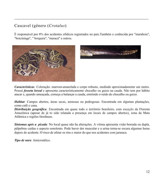 ___________________________________________________________________________________

Cascavel (gênero (Crotalus)

É responsável por 8% dos acidentes ofídicos registrados no país.Também e conhecida por "maraboia",
"boicininga", " boiquira", "maracá" e outros.




Características: Coloração: marrom-amarelada e corpo robusto, medindo aproximadamente um metro.
Possui fosseta loreal e apresenta caracteristicamente chocalho ou guizo na cauda. Não tem por hábito
atacar e, quando ameaçada, começa a balançar a cauda, emitindo o ruído do chocalho ou guizo.

Habitat: Campos abertos, áreas secas, arenosas ou pedregosas. Encontrada em algumas plantações,
como café e cana.
Distribuição geográfica: Encontrada em quase todo o território brasileiro, com exceção da Floresta
Amazônica (apesar de já to sido relatada a presença em locais de campos abertos), zona da Mata
Atlântica e regiões litorâneas.

Sintomas após a picada: No local quase não ha alterações. A vitima apresenta visão borrada ou dupla,
pálpebras caídas e aspecto sonolento. Pode haver dor muscular e a urina torna-se escura algumas horas
depois do acidente. O risco de afetar os rins e maior do que nos acidentes com jararaca.

Tipo de soro: Anticrotálico.




                                                                                                  12
 