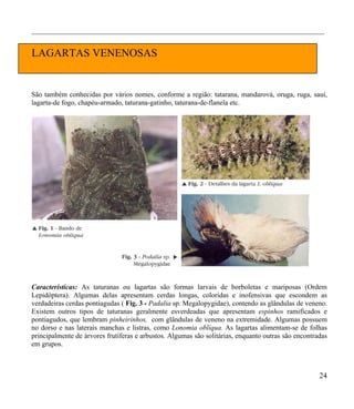 ___________________________________________________________________________________


LAGARTAS VENENOSAS


São também conhecidas por vários nomes, conforme a região: tatarana, mandarová, oruga, ruga, sauí,
lagarta-de fogo, chapéu-armado, taturana-gatinho, taturana-de-flanela etc.




Características: As taturanas ou lagartas são formas larvais de borboletas e mariposas (Ordem
Lepidóptera). Algumas delas apresentam cerdas longas, coloridas e inofensivas que escondem as
verdadeiras cerdas pontiagudas ( Fig. 3 - Padalia sp. Megalopygidae), contendo as glândulas de veneno.
Existem outros tipos de taturanas geralmente esverdeadas que apresentam espinhos ramificados e
pontiagudos, que lembram pinheirinhos, com glândulas de veneno na extremidade. Algumas possuem
no dorso e nas laterais manchas e listras, como Lonomia oblíqua. As lagartas alimentam-se de folhas
principalmente de árvores frutíferas e arbustos. Algumas são solitárias, enquanto outras são encontradas
em grupos.



                                                                                                     24
 