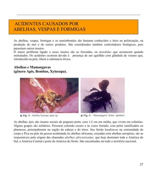 ________________________________________________________________________________


ACIDENTES CAUSADOS POR
ABELHAS, VESPAS E FORMIGAS

As abelhas, vespas, formigas e os marimbondos são bastante conhecidos e úteis na polinização, na
produção de mel e de outros produtos. São considerados também controladores biológicos, pois
parasitam outros insetos.
O maior problema ligado a esses insetos são as ferroadas, ou mordidas que acontecem quando
molestados. Os acidentes ocorrem devido à presença de um aguilhão com glândula de veneno que,
introduzido na pele, libera a substancia tóxica.

Abelhas e Mamangavas
(gênero Apis, Bombus, Xylocopa).




As abelhas Apis são insetos sociais de pequeno porte, com 1,5 cm em média, que vivem em colméias.
Alguns grupos são solitários. Possuem colorido escuro e às vezes listrado, com pelos ramificados ou
plumosos, principalmente na região da cabeça e do tórax. Seu ferrão localiza-se na extremidade do
corpo e Pica na pele da pessoa acidentada.As abelhas africanas, cruzadas com abelhas européias, são as
responsáveis pela origem das chamadas abelhas africanizadas, que hoje dominam toda a América do
Sul, a América Central e porte da América do Norte. São encontradas em todo o território nacional.




                                                                                                   27
 