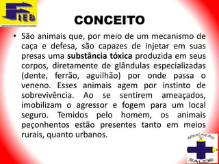 CONCEITO
• São animais que, por meio de um mecanismo de
  caça e defesa, são capazes de injetar em suas
  presas uma substância tóxica produzida em seus
  corpos, diretamente de glândulas especializadas
  (dente, ferrão, aguilhão) por onde passa o
  veneno. Esses animais agem por instinto de
  sobrevivência. Ao se sentirem ameaçados,
  imobilizam o agressor e fogem para um local
  seguro. Temidos pelo homem, os animais
  peçonhentos estão presentes tanto em meios
  rurais, quanto urbanos.
 