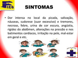 SINTOMAS

• Dor intensa no local da picada, salivação,
  náuseas, sudorese (suor excessivo) e tremores,
  necrose, febre, urina de cor escura, angústia,
  rigidez do abdômen, alterações na pressão e nos
  batimentos cardíacos, irritação na pele, mal-estar
  em geral e etc.
 
